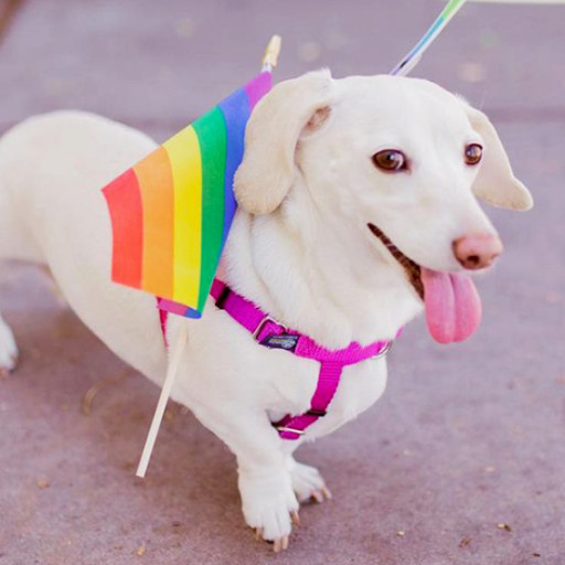 Who is the homophobic dog?