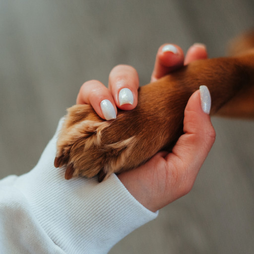 Why Do Dogs Bite Their Paws?