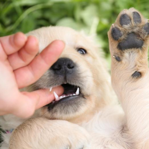 Why Do Dogs Nibble on You?