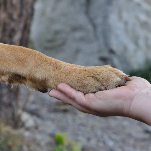 Why Do Dogs Put Their Paw on You?