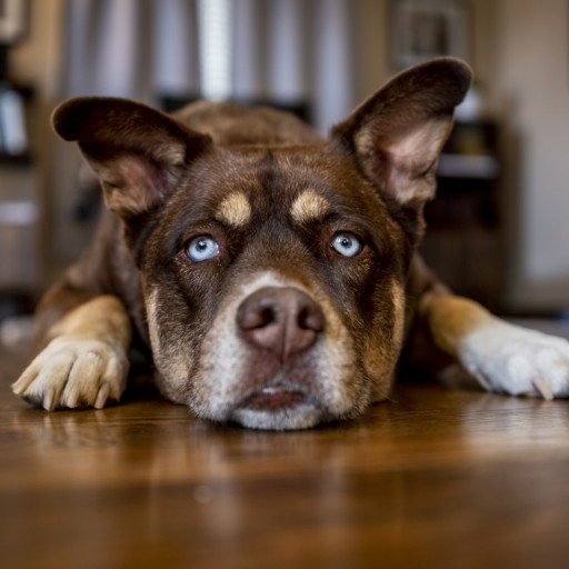 Why Do Dogs Scratch the Floor?