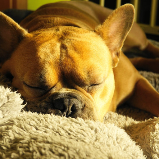 Why Do Dogs Snore?