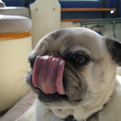 Why Does My Dog Lick Everything?