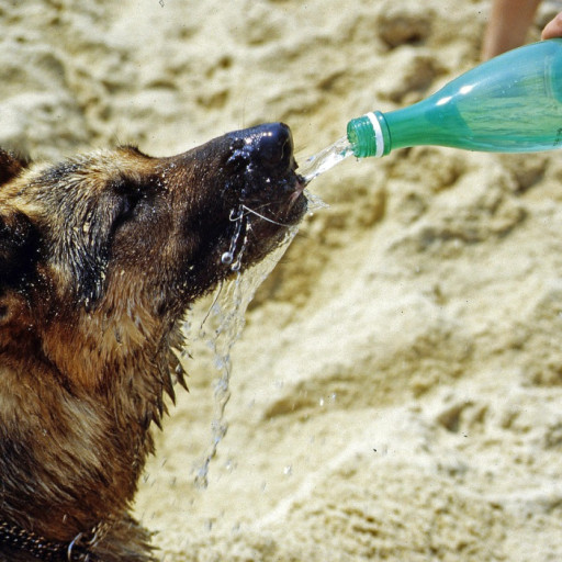 Why Is My Dog Drinking Lots of Water?