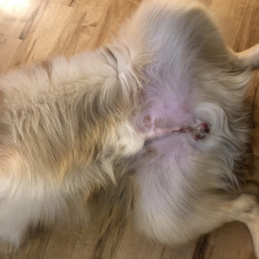 Why is my Female Dog’s Private Area Swollen?