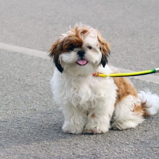 Why Shih Tzus Are the Worst Dogs?