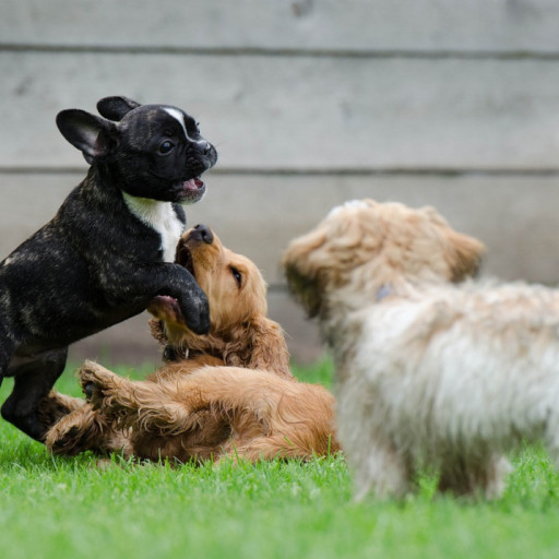 Will Increasing Breeding Programs Increase Profits?