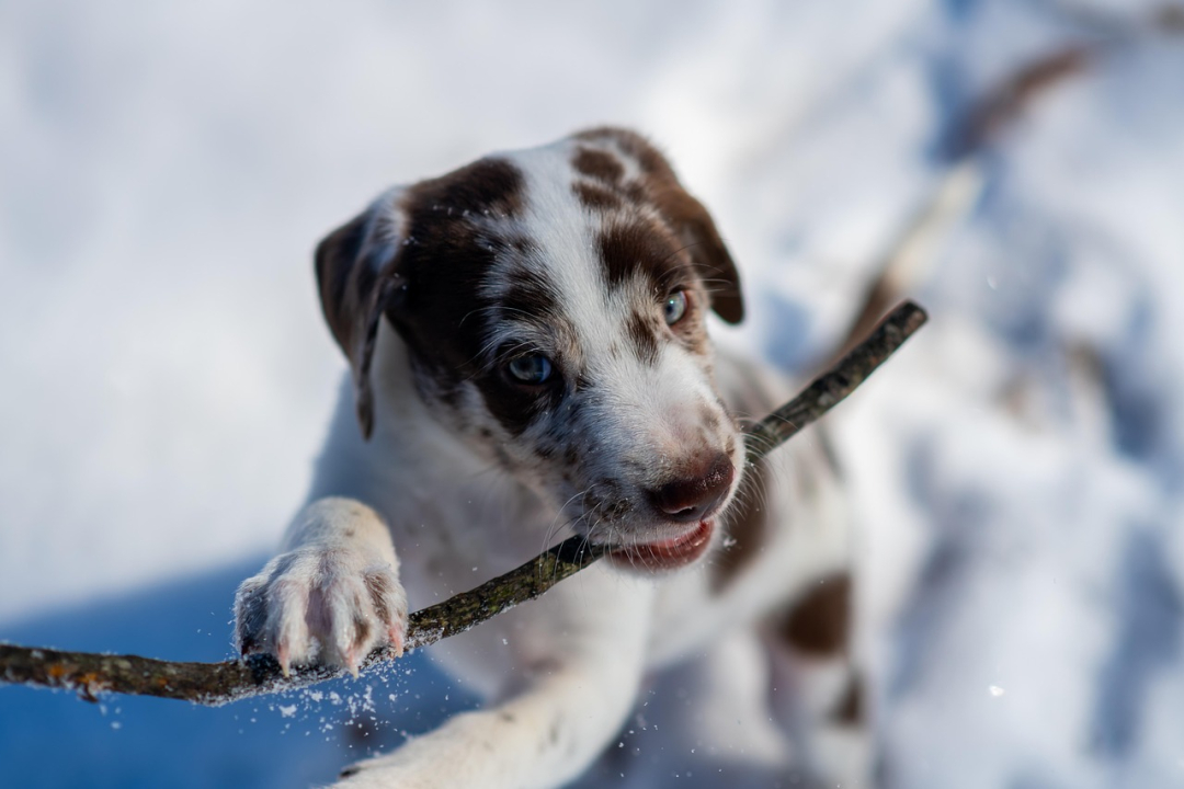 Curated visual reference: Picture Idea: Puppy Eating Socks Tips To Prevent Stomach Issues