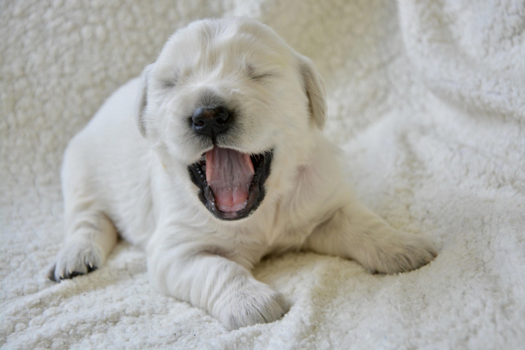 Advertise Puppies for Sale the Right Way