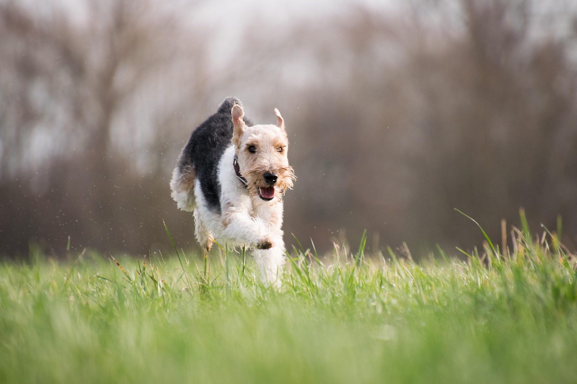 Tips to Stop a Dog Chasing Wildlife While Out for a Walk