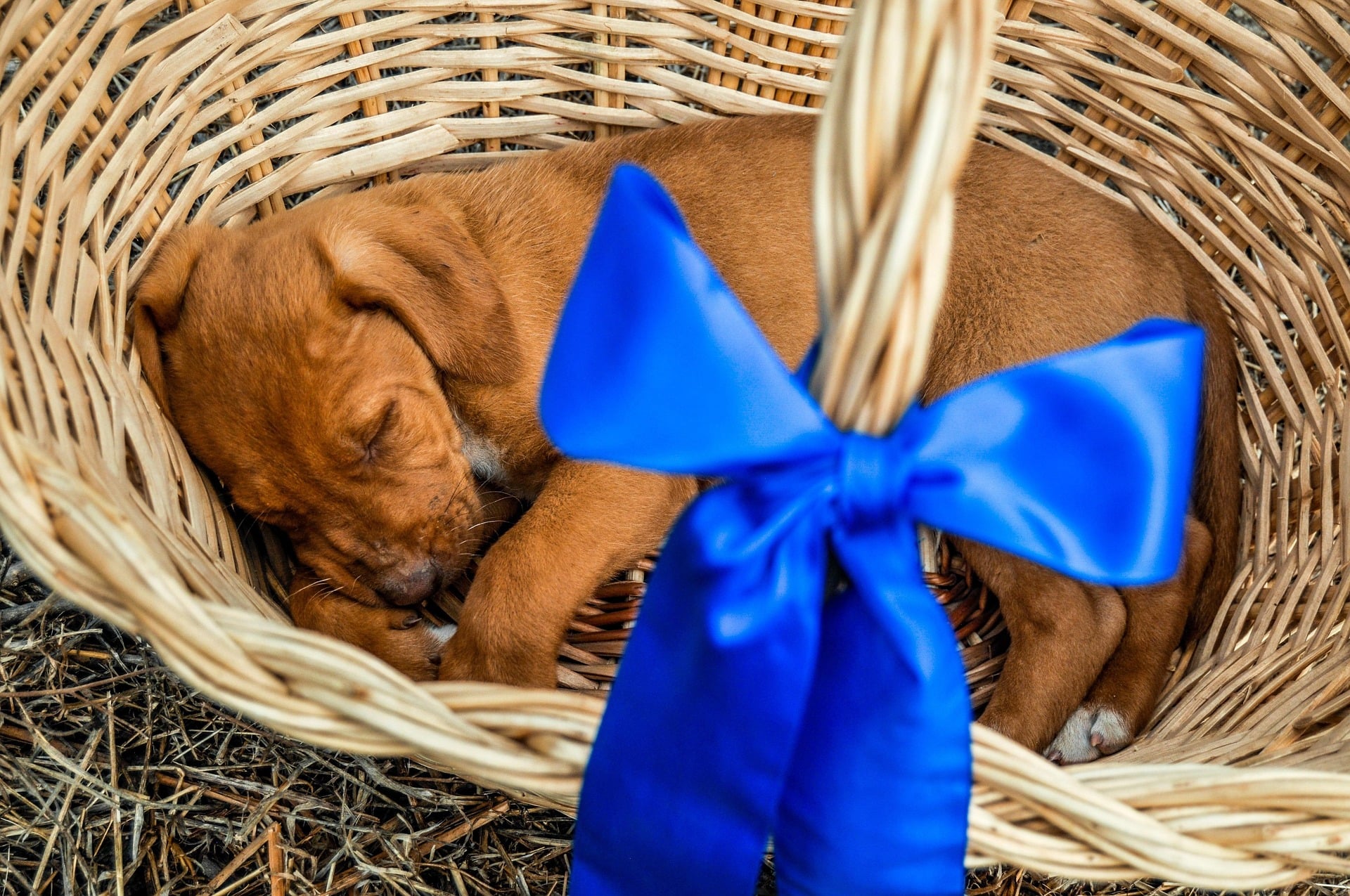 Top Puppy Names 2026: What are They and Have you Chosen?