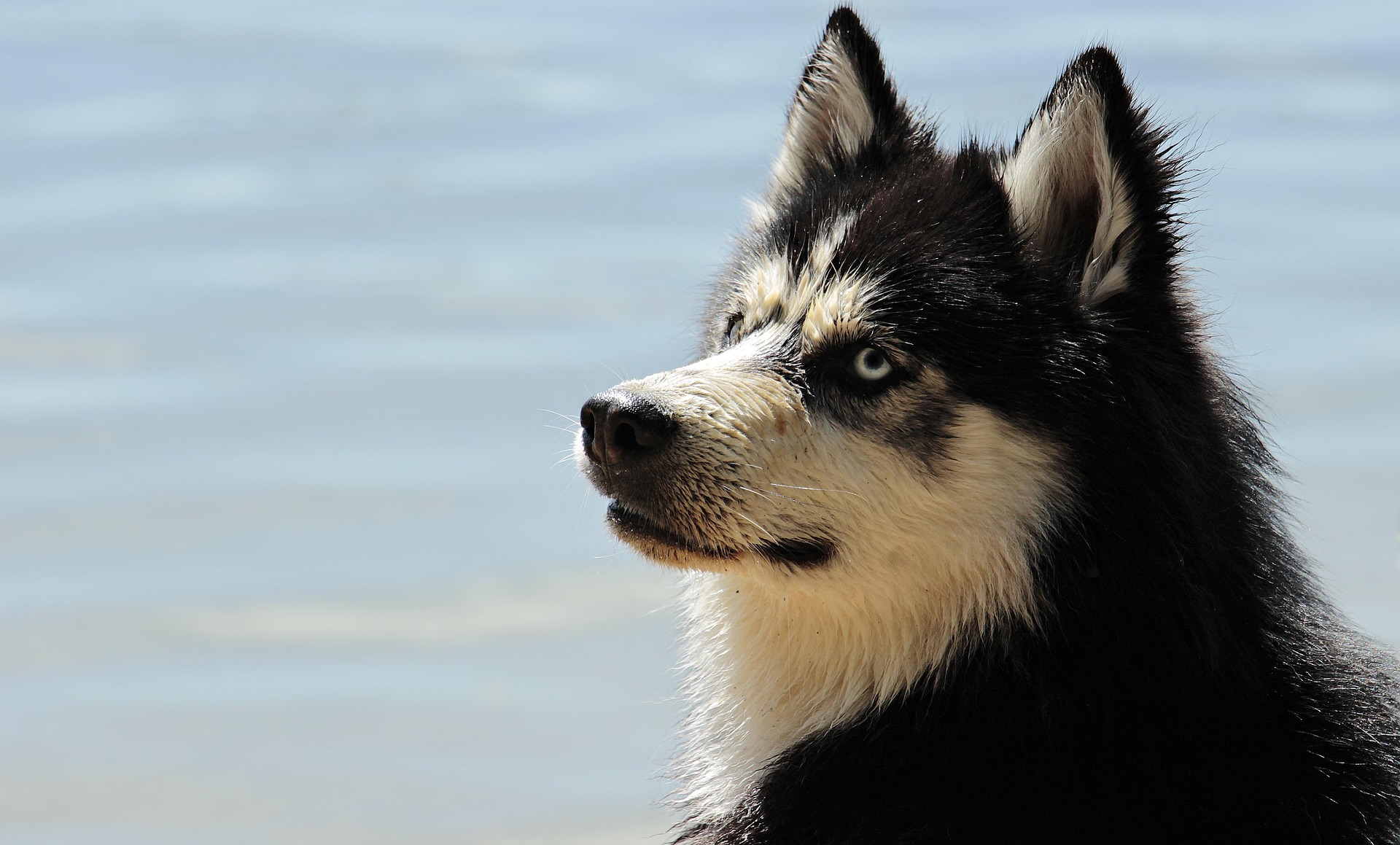 Aggressive Dog Breeds in the US: Top Breeds to Avoid