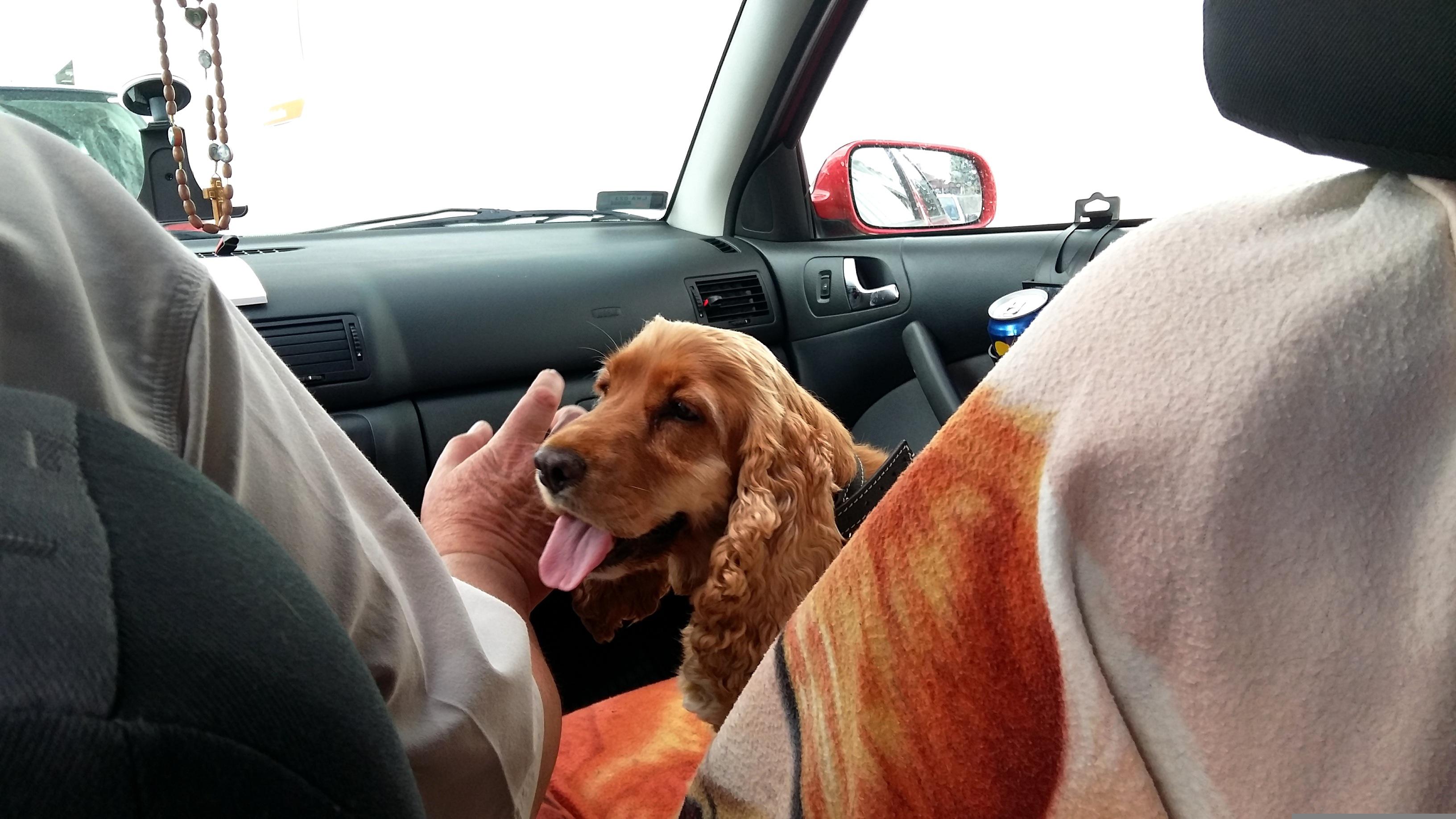 Keeping Cats/Dogs Cooler During Car Journeys