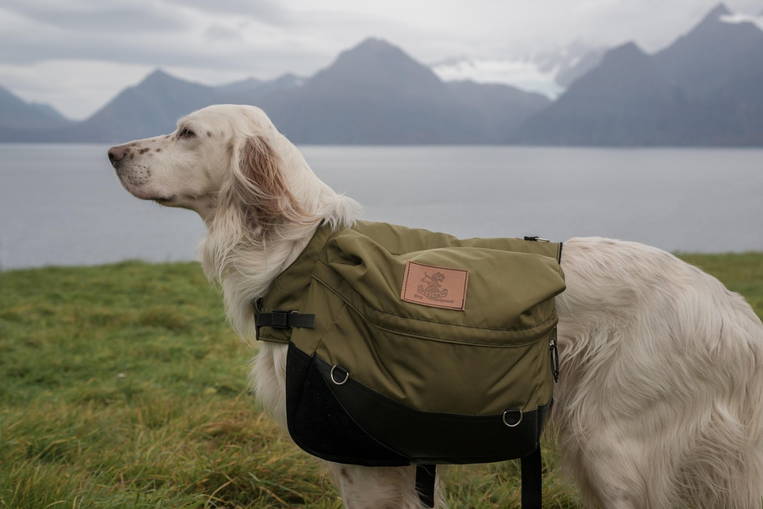 Jobs for Dogs: Unique and Interesting Options