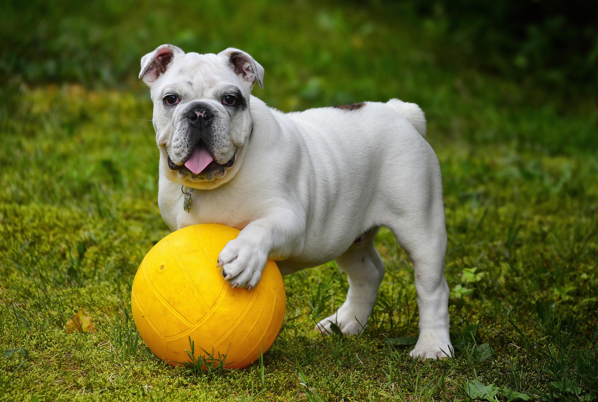 Unlicensed Breeders are Being Shutdown by Government Agencies