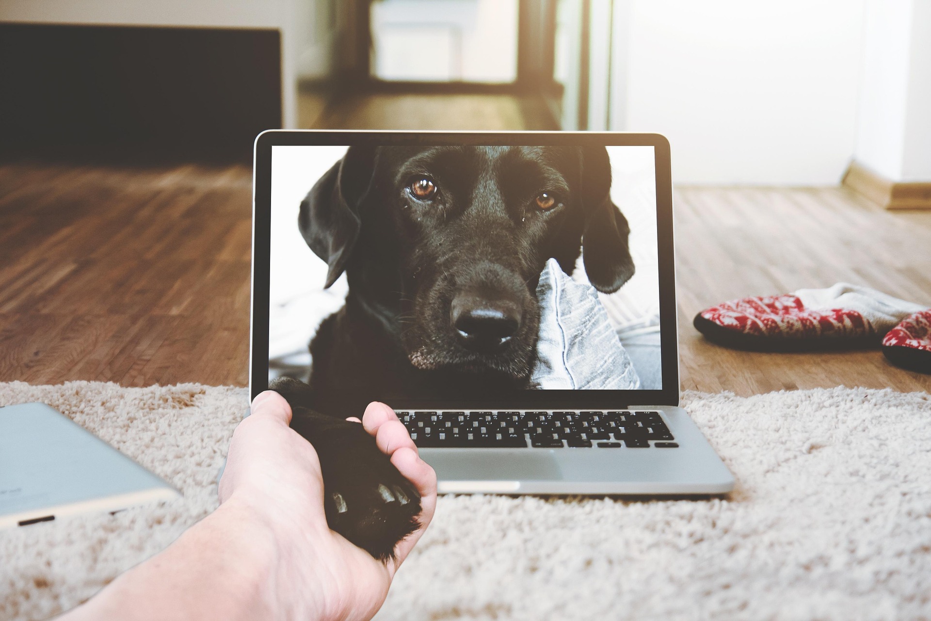 Virtual Kennel Visits: Building Trust Through Technology