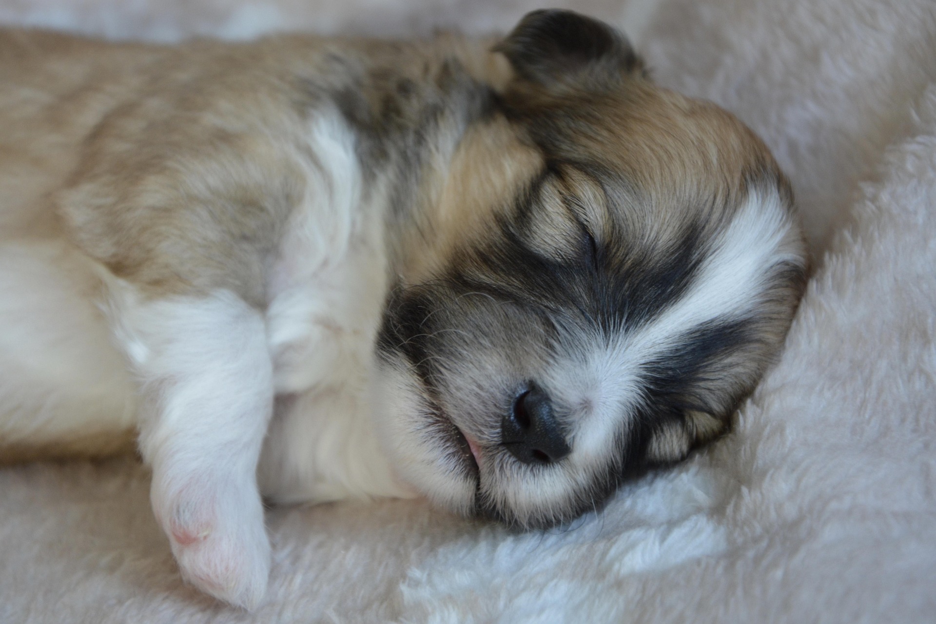 Washable vs Disposable Puppy Pads: Which is Better For You?
