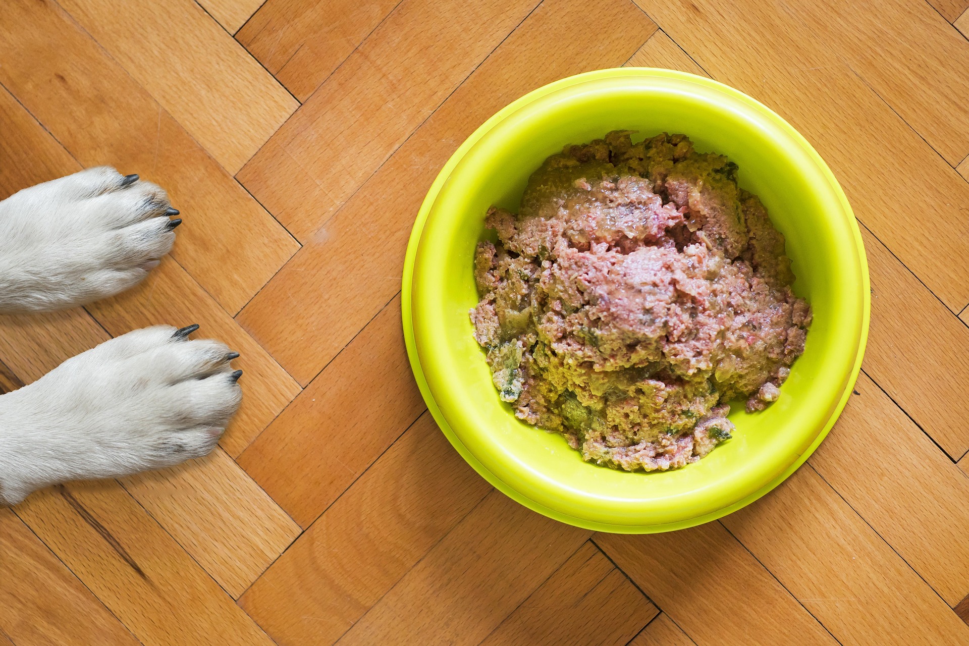 Sustainable & Alternative Dog Nutrition to Buy Your Pooch