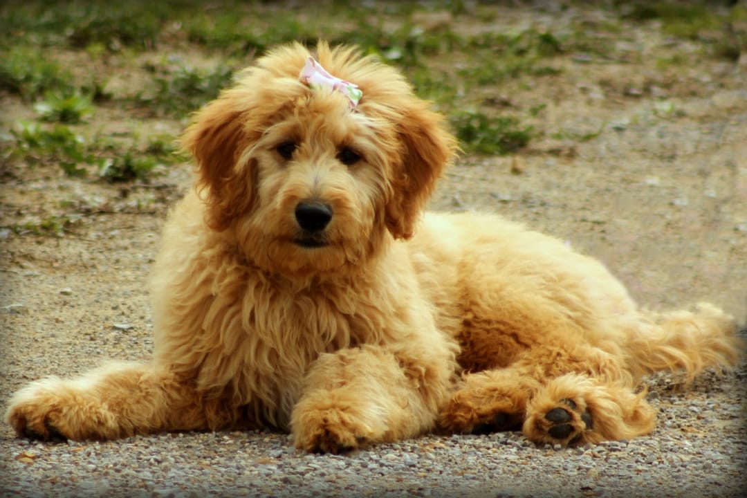 Mini Goldendoodle: What is a Mini Goldendoodle & How Much?