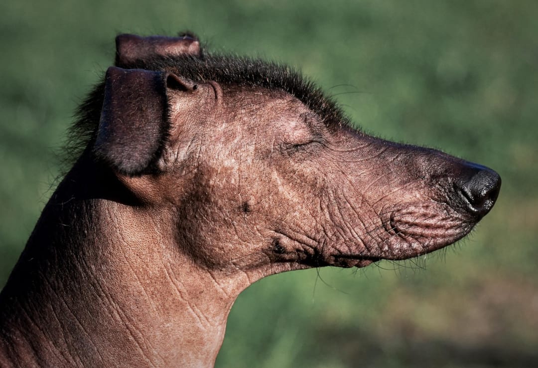 What is a xoloitzcuintli? How much is a xoloitzcuintli?