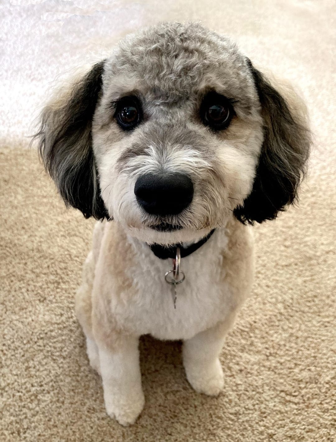 Aussiedoodle: What is an Aussiedoodle, and best care tips
