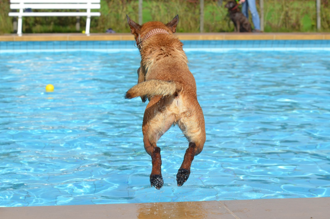Dog Dock Diving: What is this Sport? How to Get Involved
