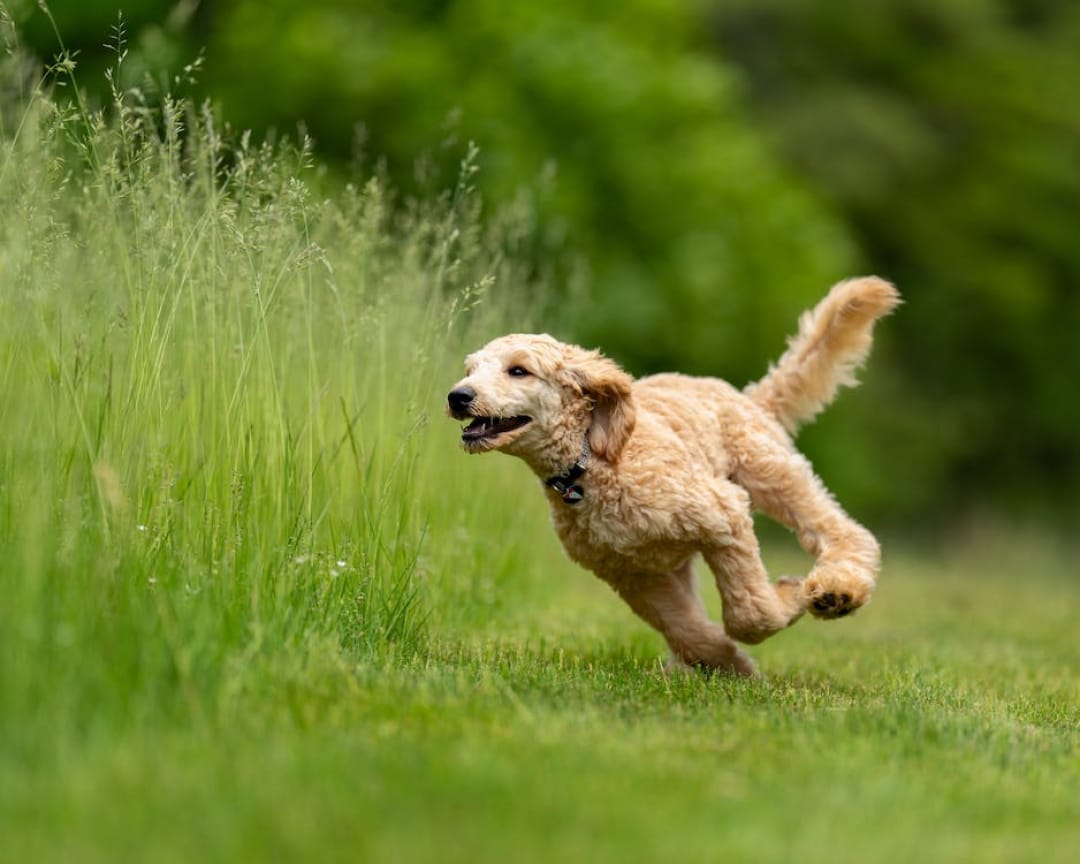 what-is-the-best-size-for-a-dog-run