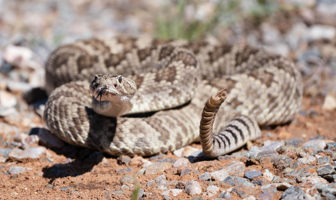 Rattlesnake Bite on Dog: What Actions to Take to Save Their Life