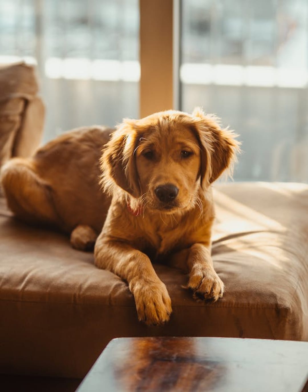 What type of dog couch is best?