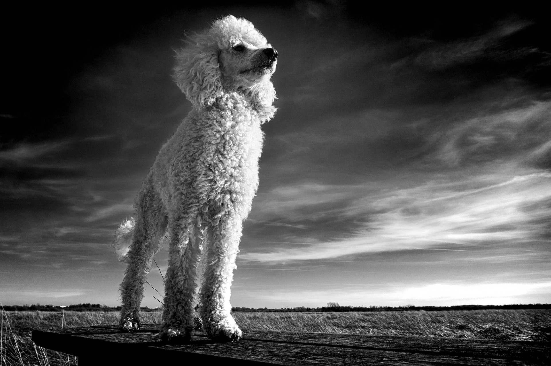 What were Poodles Bred for and Where? Hidden History