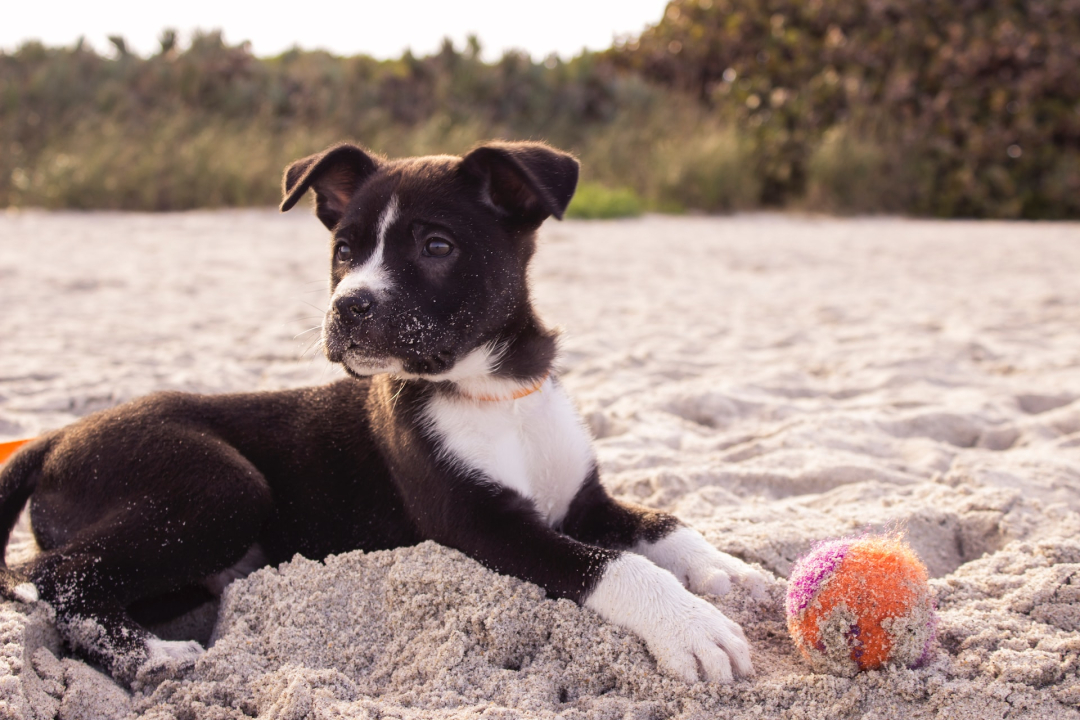 10 Reasons Why are dogs so cute You will love them even more