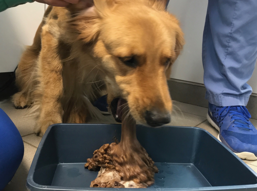 Dog regurgitating shop food for puppies