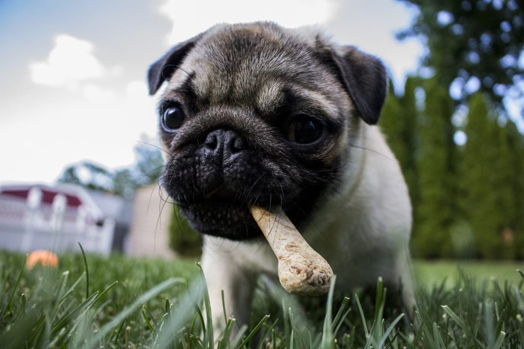 what plants do dogs like to eat