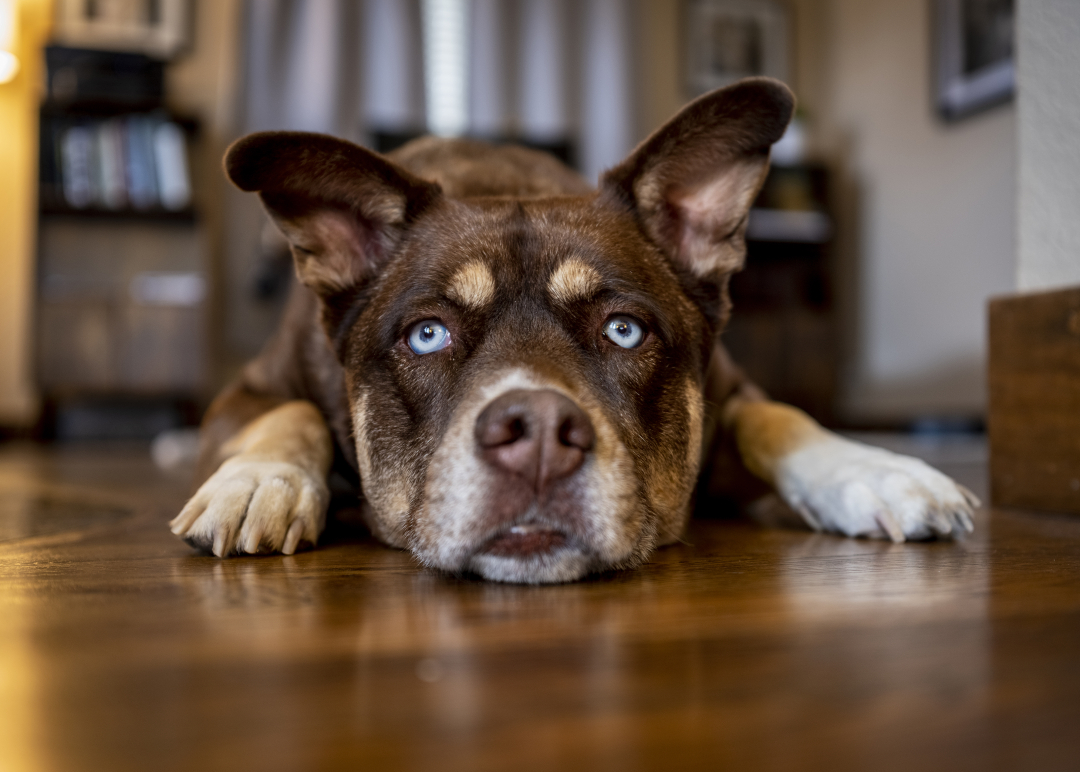 Why do dogs scratch the floor?