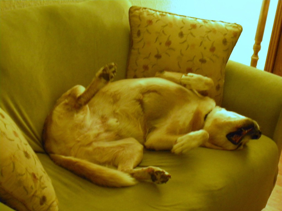 Why do dogs sleep on their backs?