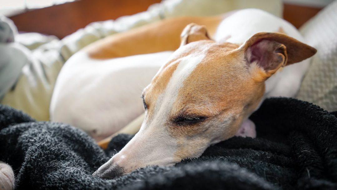 why-do-dogs-twitch-in-their-sleep-petmd