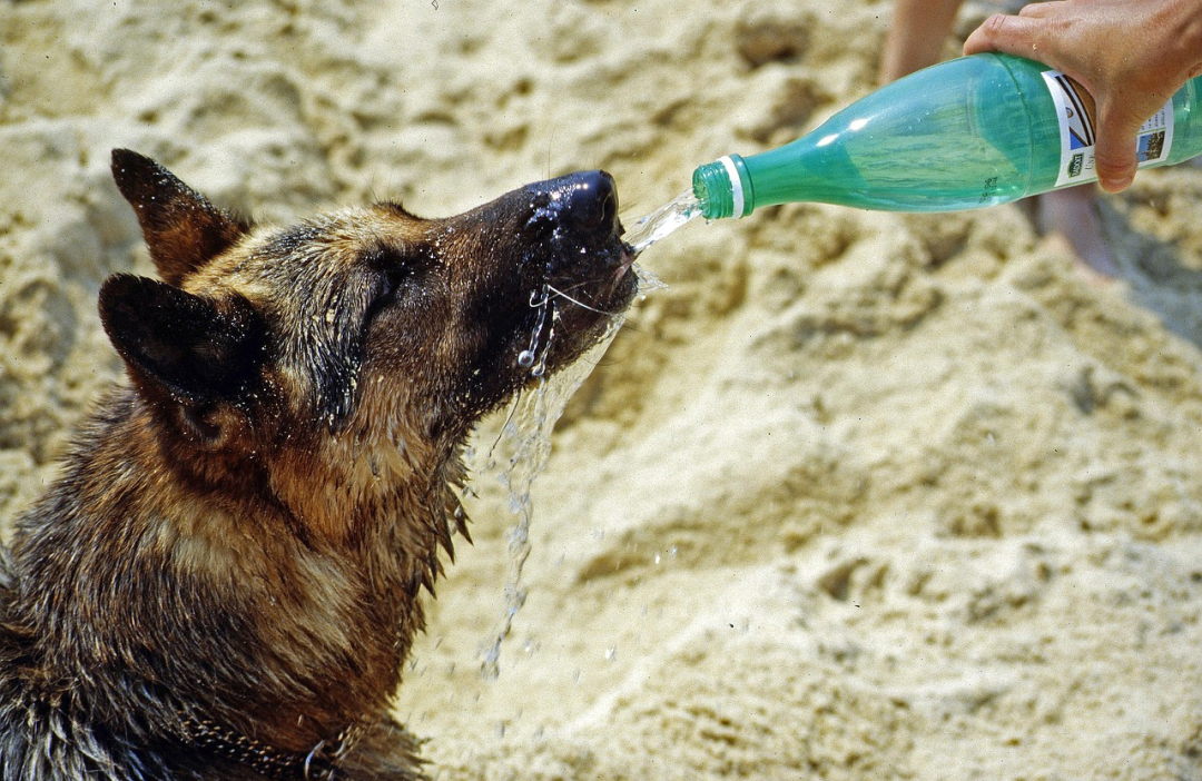 Dog Drinking Lots of Water:  Why Do They Do It?