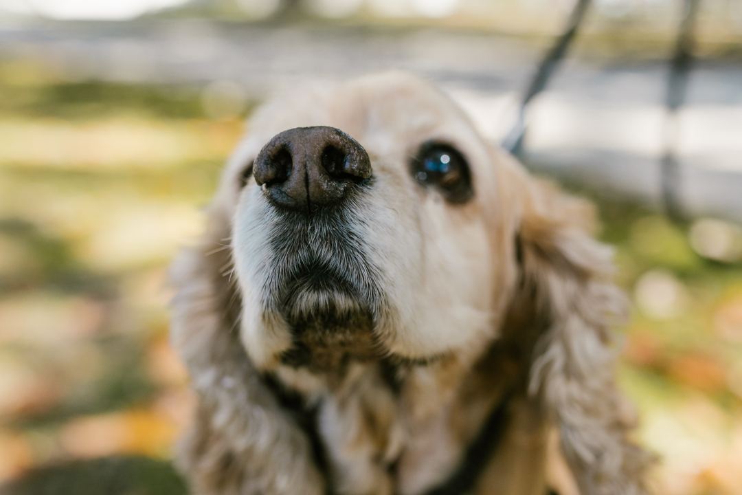 why-is-my-dog-s-nose-running