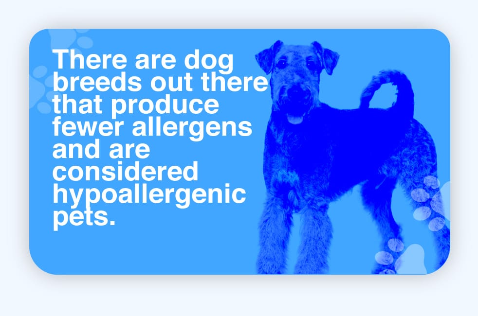 what does hypoallergenic dog breeds means