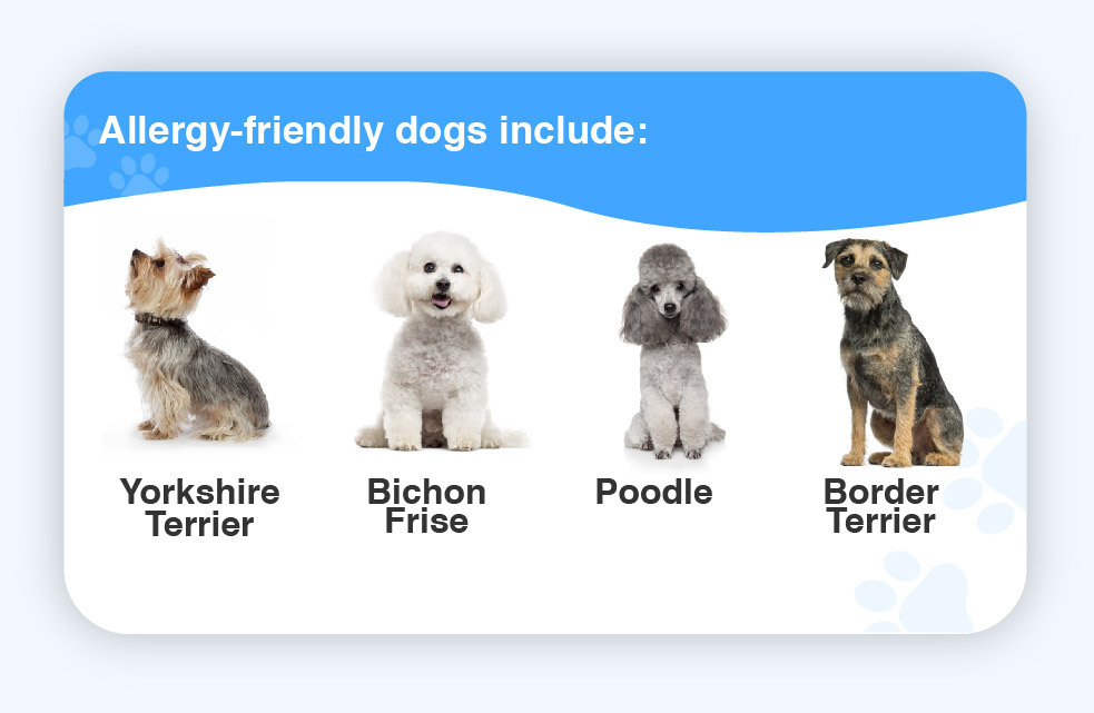 how do dog breeds develop