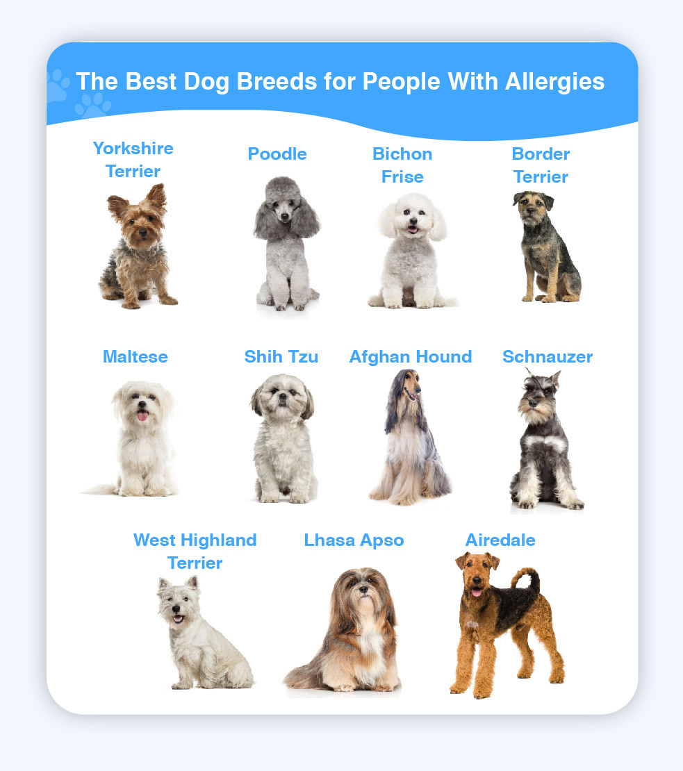 what is the best dog to have if you have allergies