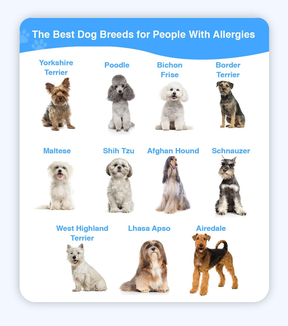 what kind of dogs can you have if you are allergic