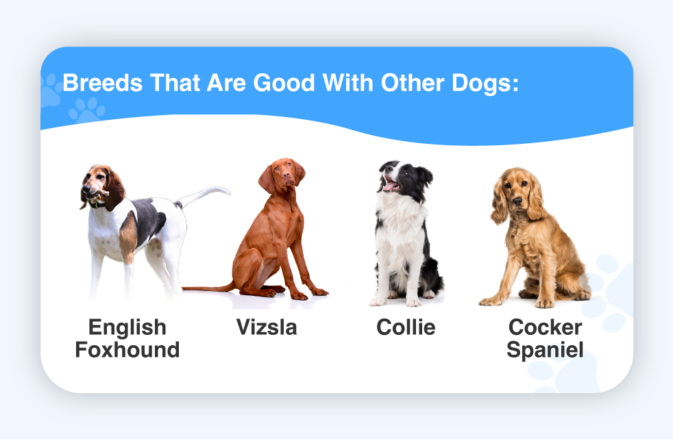 The best dogs to have sales as pets