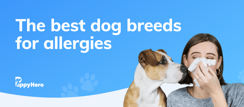 what dog breeds are best for people with allergies