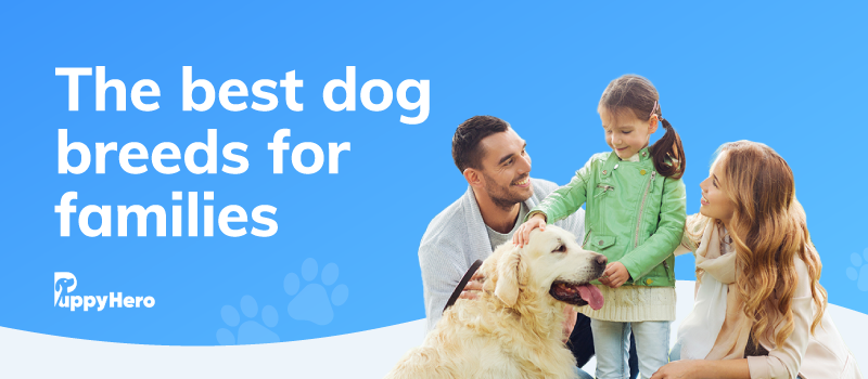 Family Friendly Dog Breeds 