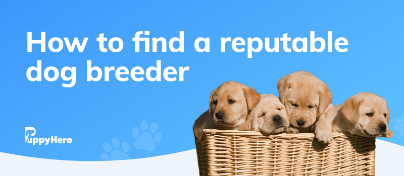 how do i find a good puppy breeder