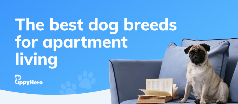 what is the best dog breed for apartment living