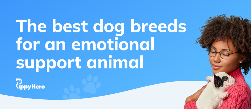 what kind of dogs are good for emotional support