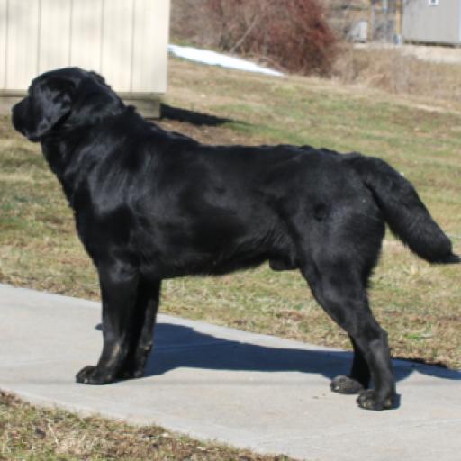 AKC Betty 2