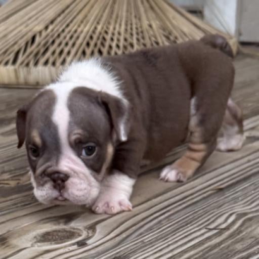 Frankie
